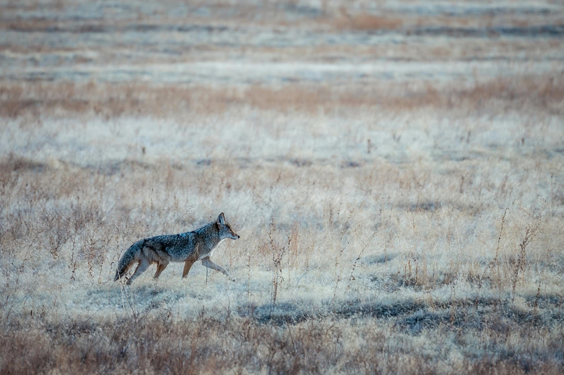 Coyote in the Southern Oregon high desert at dawn