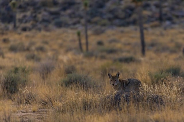 Coyote Computing Systems